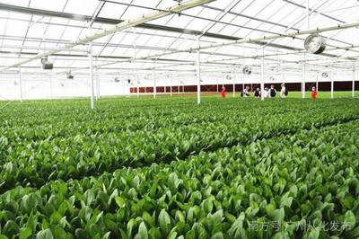 全省首个植物工厂首批蔬菜从化上市，粤港澳大湾区市民有口福了！